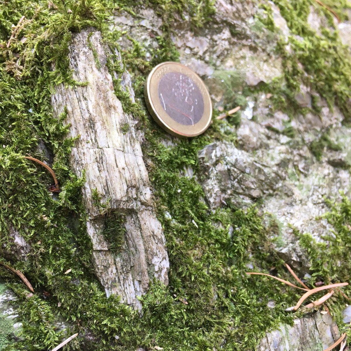 alexis_plunder's tweet photo. #spodumene in #pegmatite... preparing a field excursion for #egu19 ... https://t.co/TcvvsLvLUg