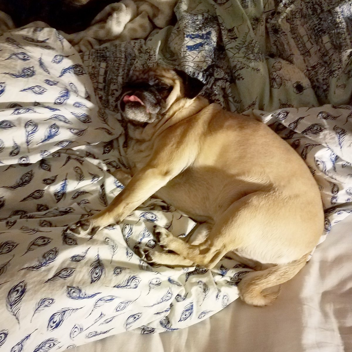 funaek's tweet photo. Excuse me, Rosy. Um, please move to make space for me. Hello? Sigh. #bedpugs #sleepypug #lilpugbean #rosybean #rosyposy #hotmessrosy #unflatteringangle https://t.co/LCcYJ0iNGq