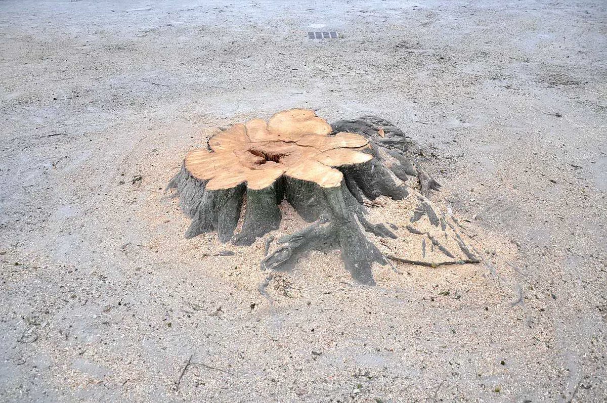 denisthomadensi's tweet photo. #arbre2 #peyberland #16avril 2015
#regarderuneville
#watchacity
#lacourcarree https://t.co/JqPrVRT4Ar
