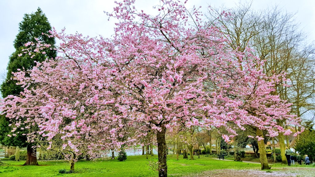 April 16th 107/365 
A tour around the UK 
Trees in blossom in Mary Stevens Park, Stourbridge nr #Brum 
#atouraroundtheuk #Brimingham2022 #stourbridge #stourbridgenews #365photochallenge #trees #blossom #parksandgardens #WestMidlands