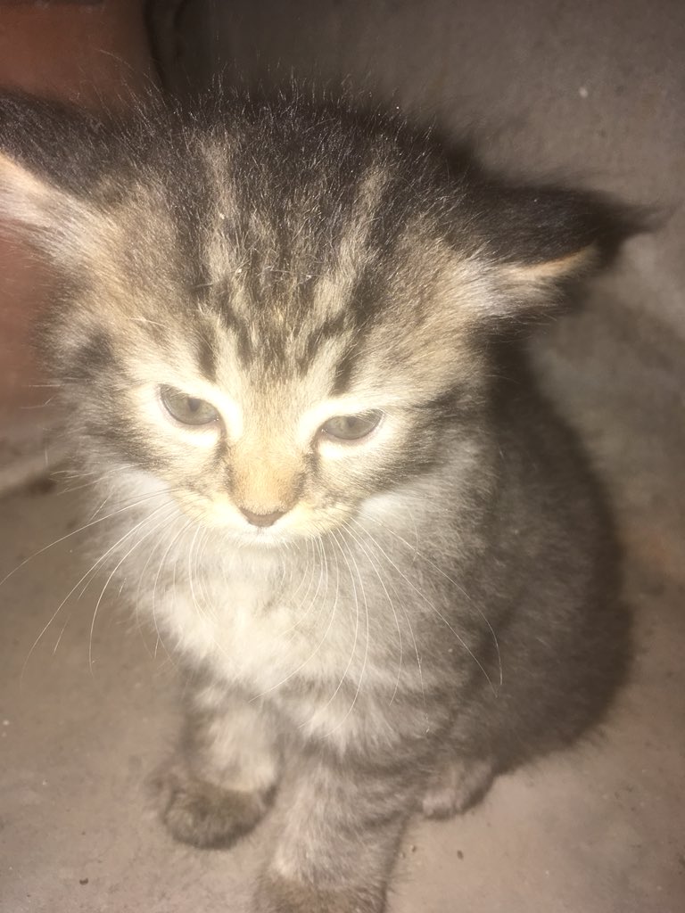 faith_5's tweet photo. หาคนดูแลน้องแมว😺
📍พิกัด : กระบี่(���กล้เอาท์เล็ท)
เจ้าของบ้านเค้าอาจจะเอาไปทิ้งเพราะไม่ใช่แมวเค้า เป็นเพศเมียทุกตัวนะคะ แต่น่ารักก #แมวหาบ้าน #ทาสแมว #แมว https://t.co/Ao66gxwzmf