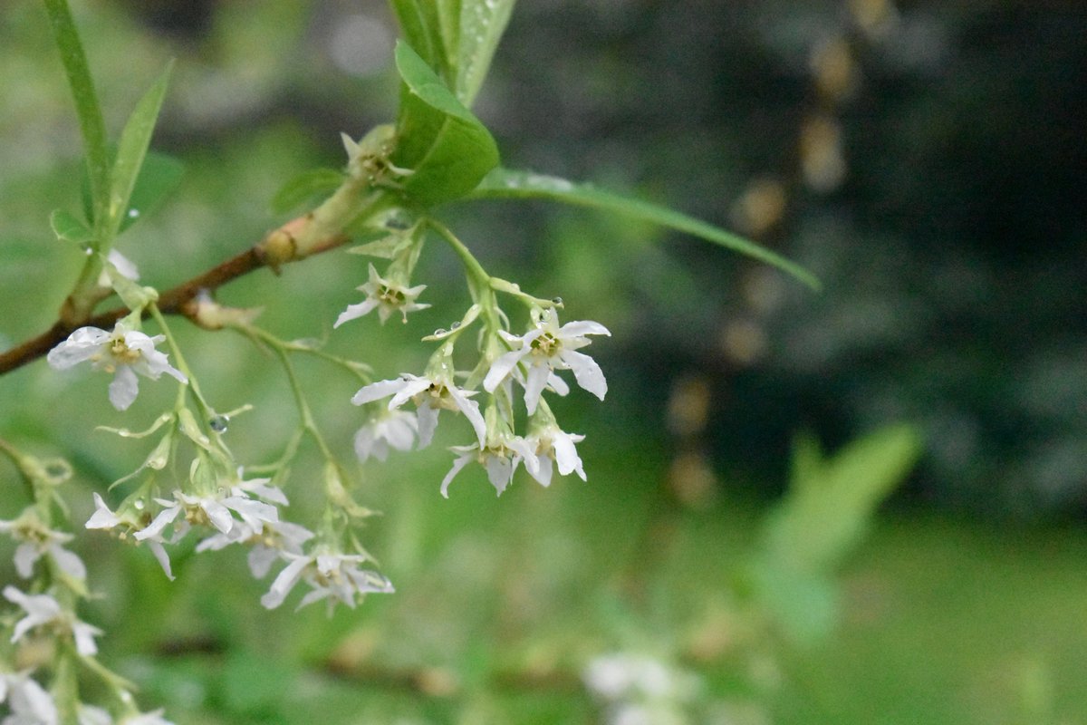 Sally_Petitt's tweet photo. Plenty to feast your eyes on this week in the sunshine @CUBotanicGarden, including #Oemleria cerasiformis, #Staphylea holocarpa 'Rosea' &amp; #Lathraea clandestina. For more see #plantpicks at https://t.co/oyTXO6vlqw. https://t.co/87mDeg6pDJ