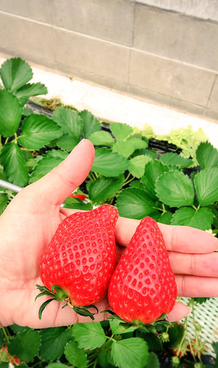 yumo1010's tweet image. こんな大きな苺🍓が沢山❗️
ユノ見たらテンション上がるだろうなぁと思いながら頂きました(^^)
U-KNOW DROP YUNHO Burning Down ユノ #U_Know  #DROP  
#puzzl #いちご狩り #ウルオス
#爽やかな色気