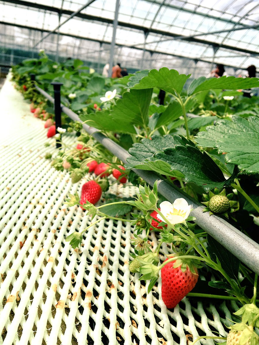 yumo1010's tweet image. こんな大きな苺🍓が沢山❗️
ユノ見たらテンション上がるだろうなぁと思いながら頂きました(^^)
U-KNOW DROP YUNHO Burning Down ユノ #U_Know  #DROP  
#puzzl #いちご狩り #ウルオス
#爽やかな色気