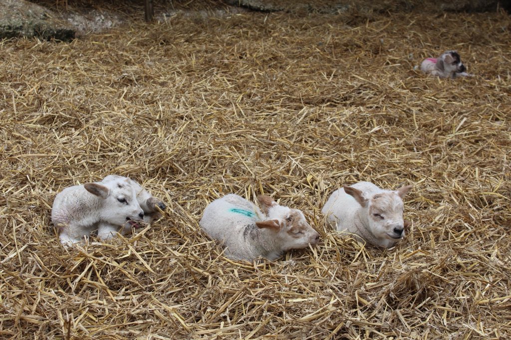 upsinceyouleft's tweet image. the more you let go,
the higher you rise.
#frantasticmonday
@connorfranta