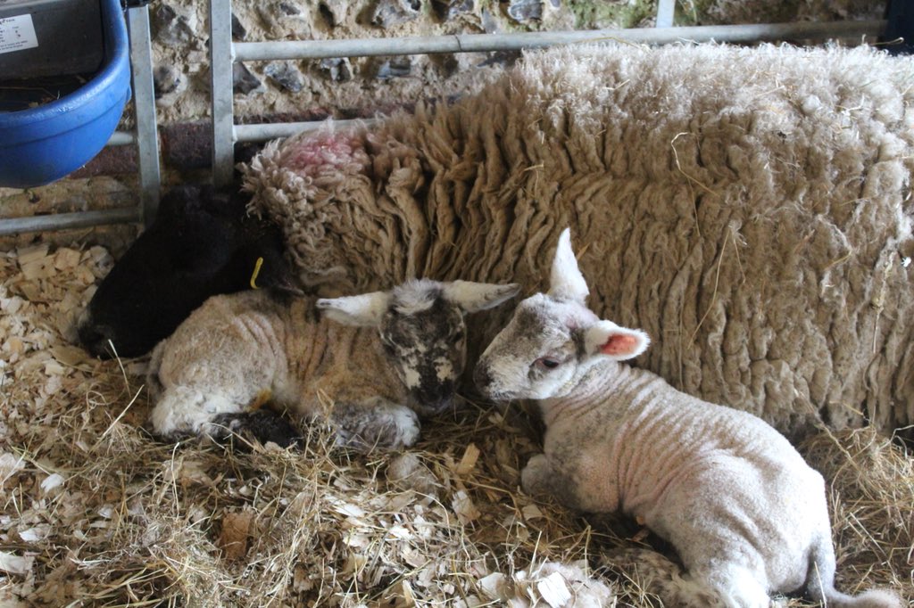 upsinceyouleft's tweet image. the more you let go,
the higher you rise.
#frantasticmonday
@connorfranta