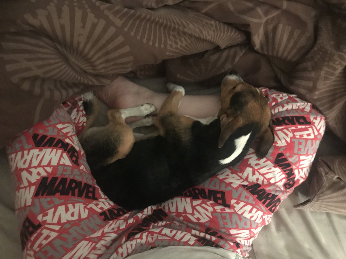JackJackJRT's tweet photo. Nope ❌ I’m 🐶 not getting up. I’m 🐶 staying right here ❤️ #cuddles #dogcuddles #earlymorningcuddles #morningcuddles #morning #letsstayinbed #dontmakemegetup #mondaymorning #mondaymorningfeeling #jackrussell #jackrussellterrier #jackrussellcross #crossbreed #dogofinstagram https://t.co/R7bZeZv9HS