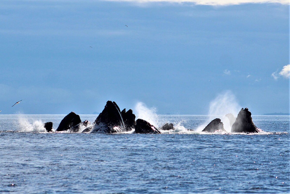 sitka_whalesong's tweet image. Bubble net feeding is an amazing phenomenon where a whale blows bubbles to form a “net” around food and then all the whales come up from underneath and open their mouths wide to capture the trapped food. Shot by our Captain, Neil! #whales #alaska #bubblenet