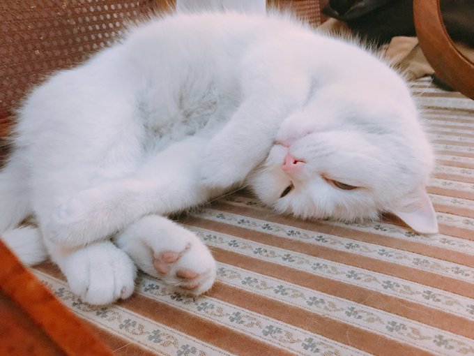 Twitterのコスプレ画像41