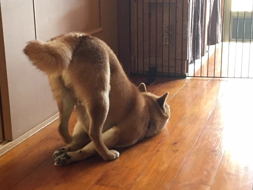こんな姿勢すんの？ｗお母さんをまつ犬の姿勢が前傾姿勢過ぎるｗ