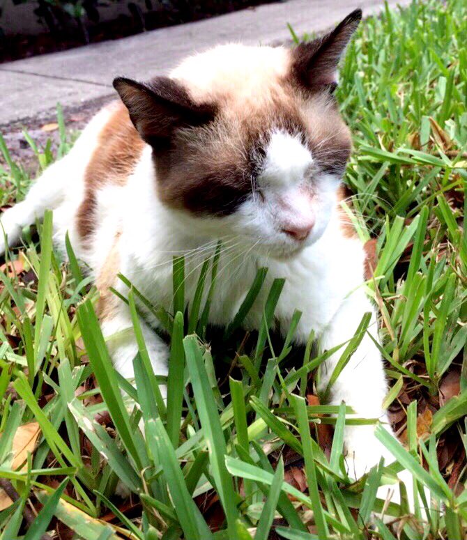 catgirl321's tweet photo. Please can I ask for LOTS special purrs for @3coolkatz very sad Kobe, Angel &amp; Mom💔🐾 One year anniversary of beloved brofur Rascal crossing #OTRB🌈🌟 #weeti #ForeverLove #AngelRascal
#OTRB April 12 2017🌈 https://t.co/7cjl7eCYeS