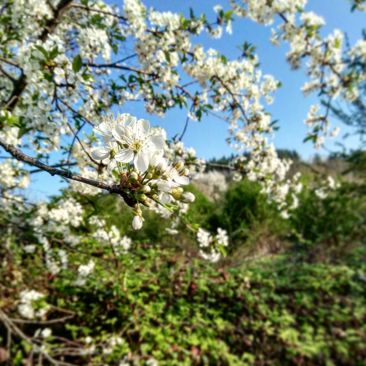 karashkahouse's tweet photo. #tree #flora #forast #пролет #село #природа #natural #followback #bulgarie #mountain #gabrovo #sky #дърво #f4f #fresh #outdooor #europe #beautiful #adventure #travel #w #destinations #балкан #beautifulplaces #relax #vacation #selishte #wondering #holiday #b https://t.co/HWfD44oIGj