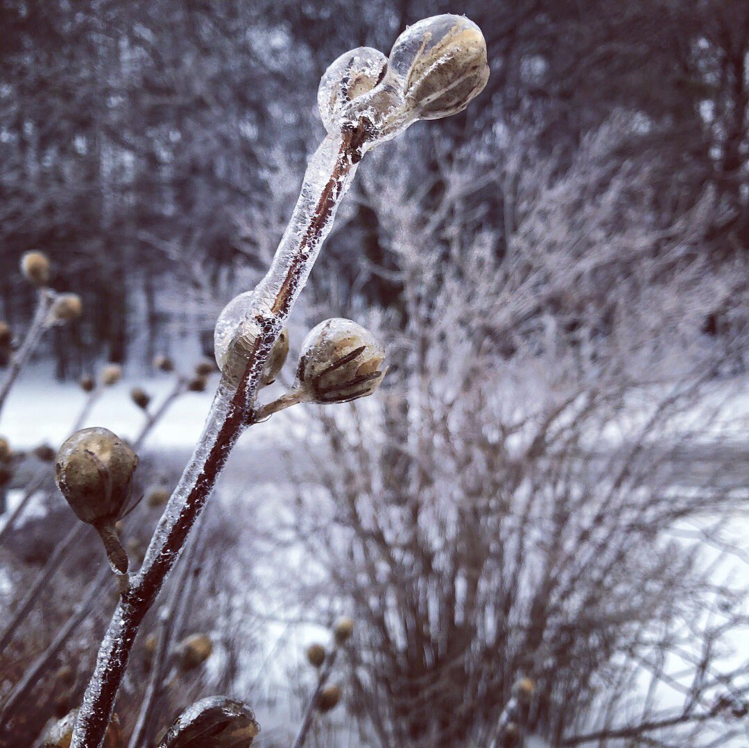 LisaBoate's tweet photo. Woke up to a world encased in ice. #ONstorm2018 #snowday #springwhereartthou https://t.co/vEUPhH8CGP