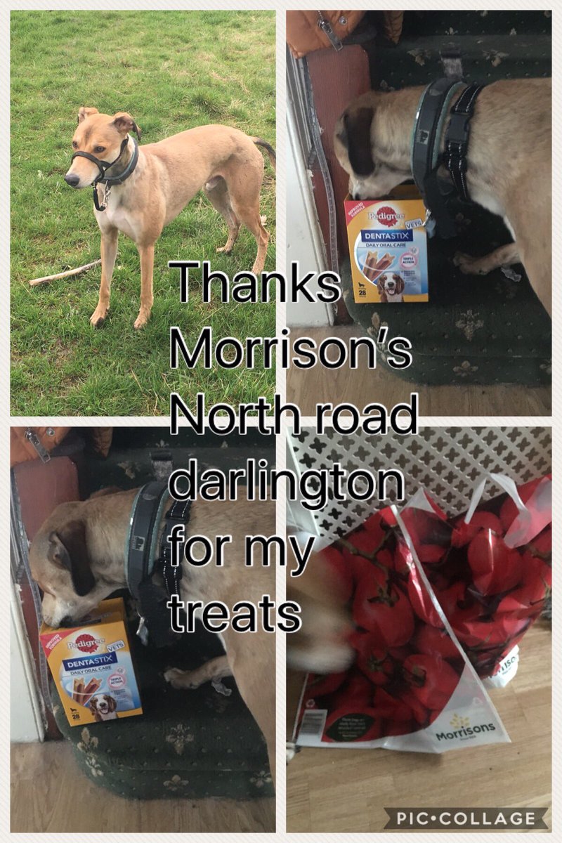 morrisons dentastix