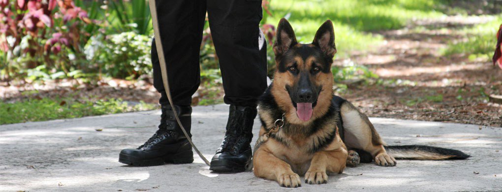 Unitegroupsa's tweet photo. Armed Dog Handlers Required – Bronkhorstspruit https://t.co/IuuYzRiQgd https://t.co/WXLUMWEE9y