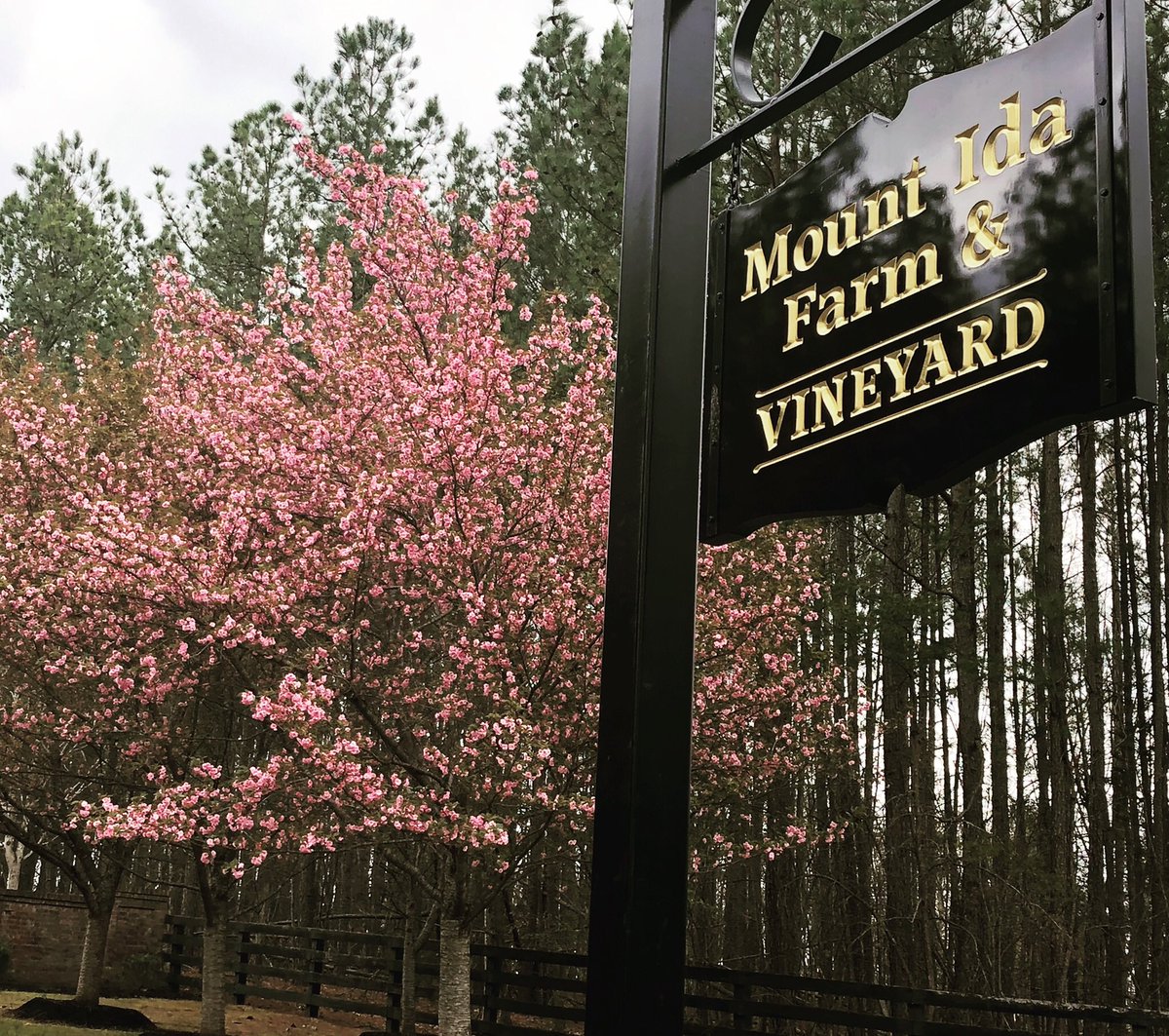 MountIdaFarm's tweet photo. Happy Monday! 🌸 https://t.co/kxK1FxFrIN