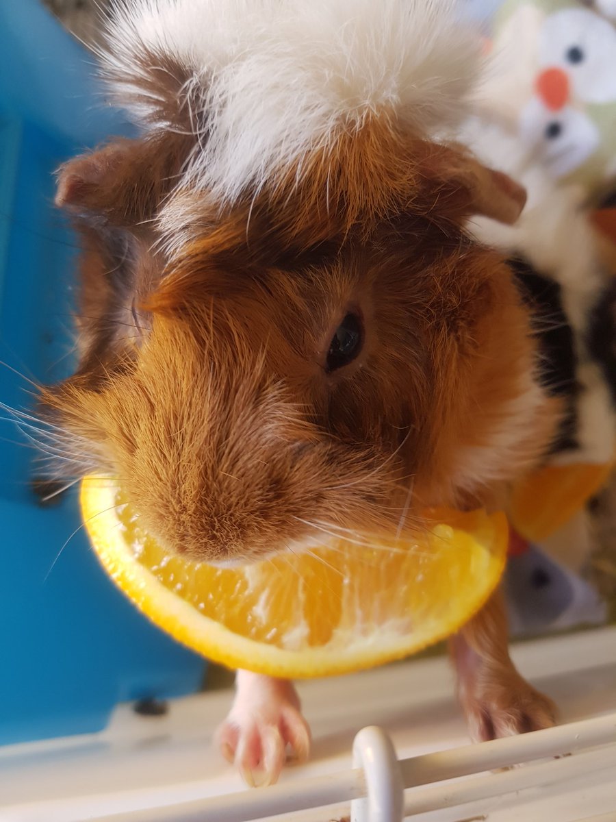 henleyroo's tweet photo. Hot Autumn days deserve refreshing treats #piggycrack #guineapig #mondayfeels #autumn #notcoachella https://t.co/6Oti12MWgI