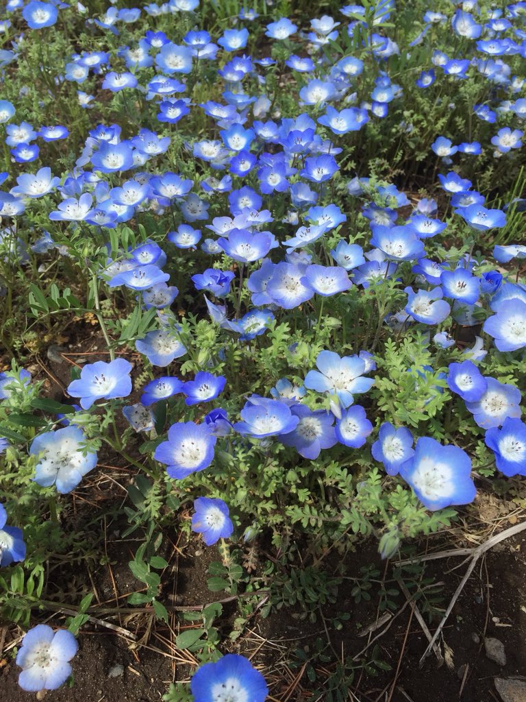 みんな大好きネモフィラ 42ページ目 Togetter