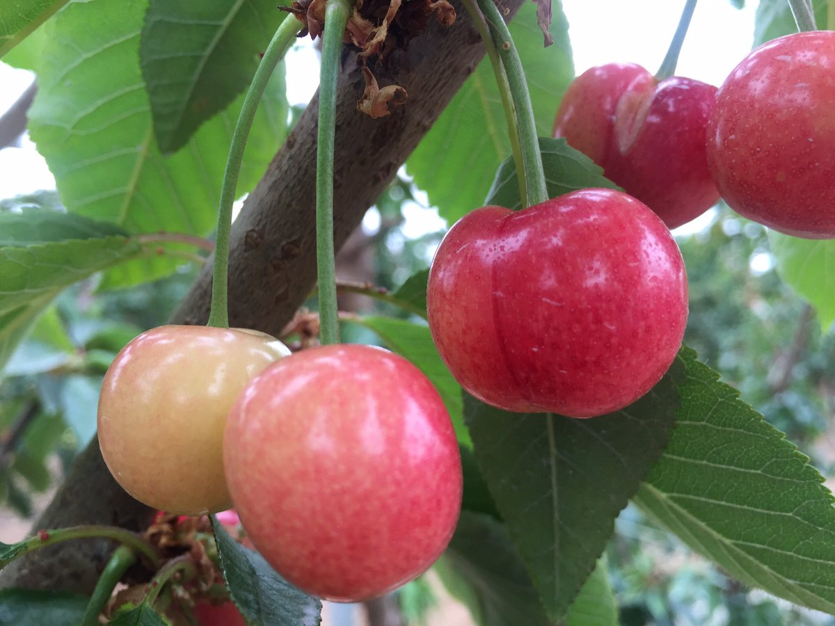 frutadeverdad's tweet photo. Aunque parezca mentira, me pongo colorada cuando me miras.
#cereza #cerezatemprana #huesca #fruta #agricultura https://t.co/AuUJRopq3T