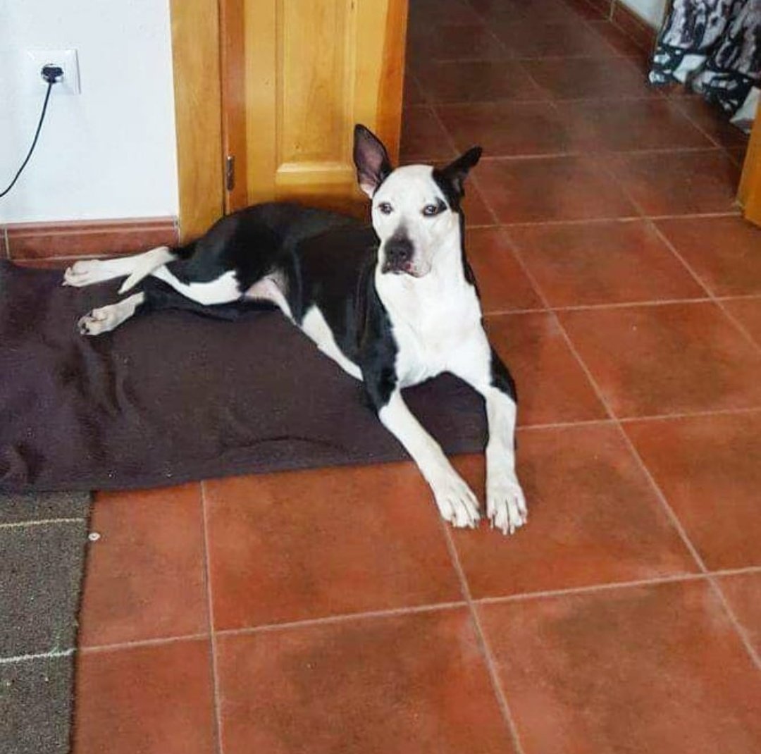 Encontrada sin chip en Uclés (Cuenca).
No tiene ni chip ni collar pero está muy limpia y cuidada, puede que alguien la este buscando. La familia que la ha recogido está de paso y por lo tanto no puede quedarse con ella por lo que es URGENTE encontrar a su familia.