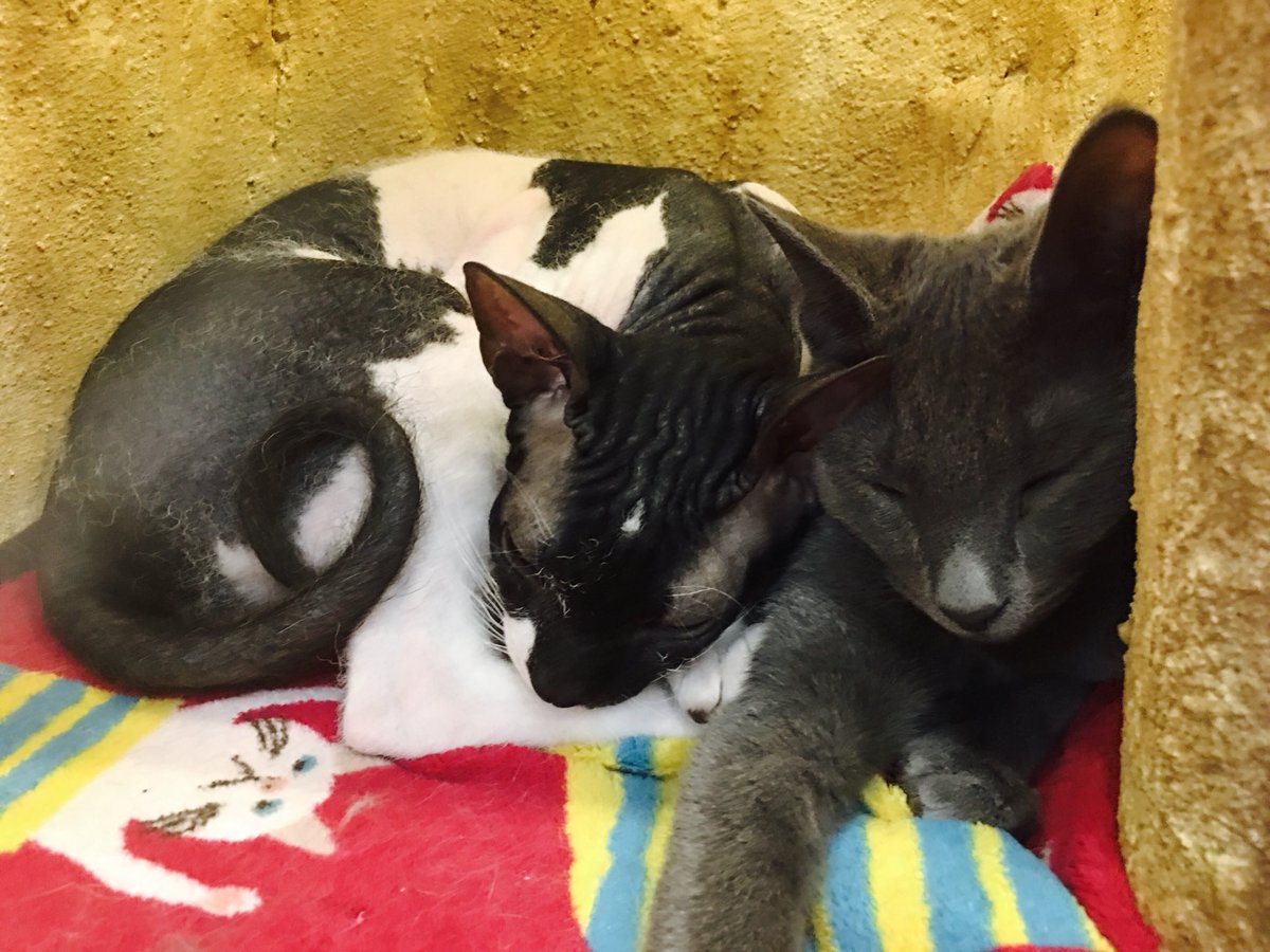 always_cat1's tweet photo. 시선강탈😻

홍대 고양이카페 오늘도고양이 https://t.co/hxMqJqcaMZ