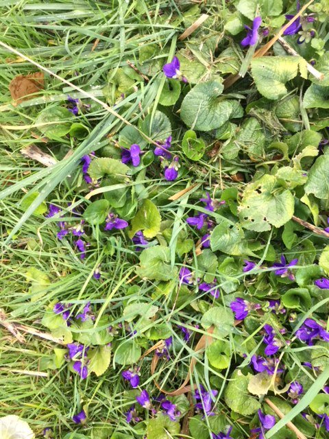 _TCTOP's tweet photo. It's more than just the trees  ...........  violets in the orchard. Spring is around the corner ! https://t.co/0OcFhbLzei