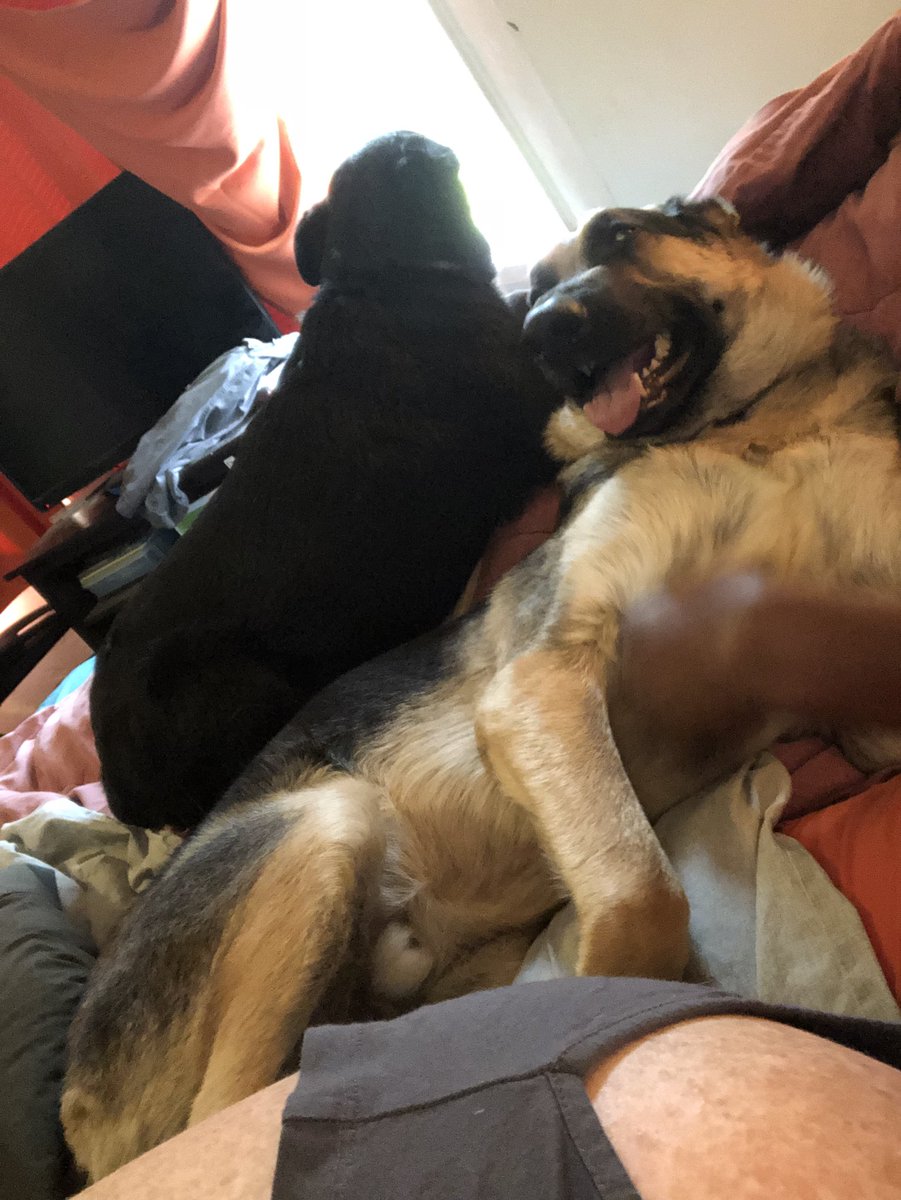 shaddy_shadow's tweet photo. #cattledog #gsd #dogsoftwitter https://t.co/w6unMtcNx8