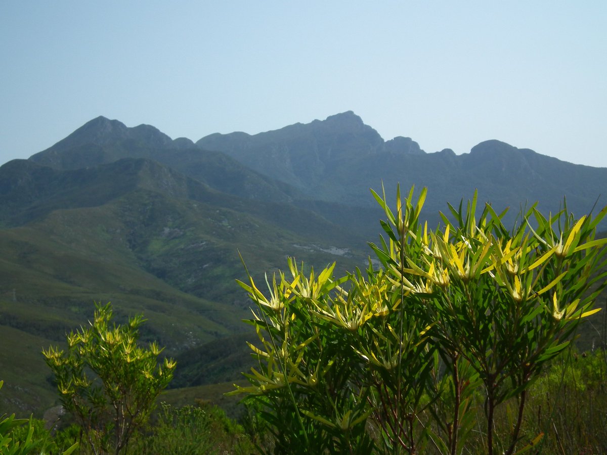 CoastalWalk's tweet photo. #Fynbos #Shutterwalk guided #photographic hike in the #GardenRoute on the 1st May. https://t.co/SuzTGh3427 #naturewithalocal #landscape #nature https://t.co/7juQVT6JQS