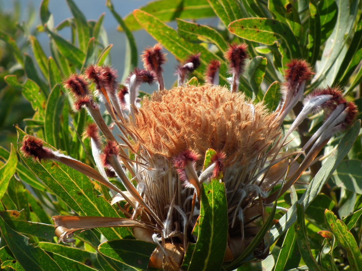 CoastalWalk's tweet photo. #Fynbos #Shutterwalk guided #photographic hike in the #GardenRoute on the 1st May. https://t.co/SuzTGh3427 #naturewithalocal #landscape #nature https://t.co/7juQVT6JQS
