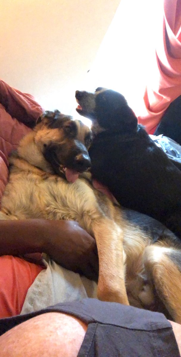 shaddy_shadow's tweet photo. #cattledog #Dogsoftwitter #shadow chilling with pops for a late afternoon nap.... #gsd #westsidegermanshepardrescue https://t.co/7WjrEwrZrN