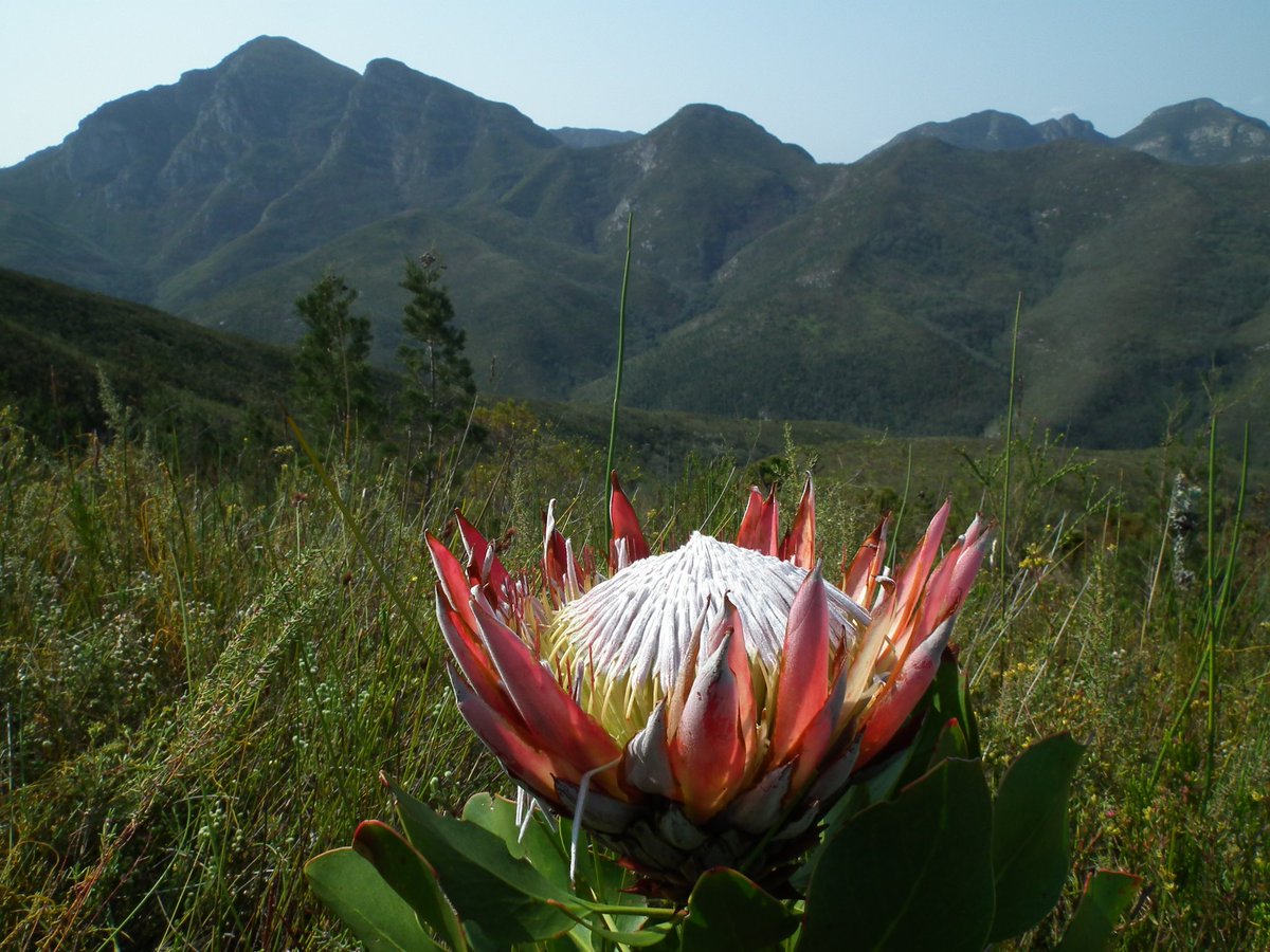 CoastalWalk's tweet photo. #Fynbos #Shutterwalk guided #photographic hike in the #GardenRoute on the 1st May. https://t.co/SuzTGh3427 #naturewithalocal #landscape #nature https://t.co/7juQVT6JQS