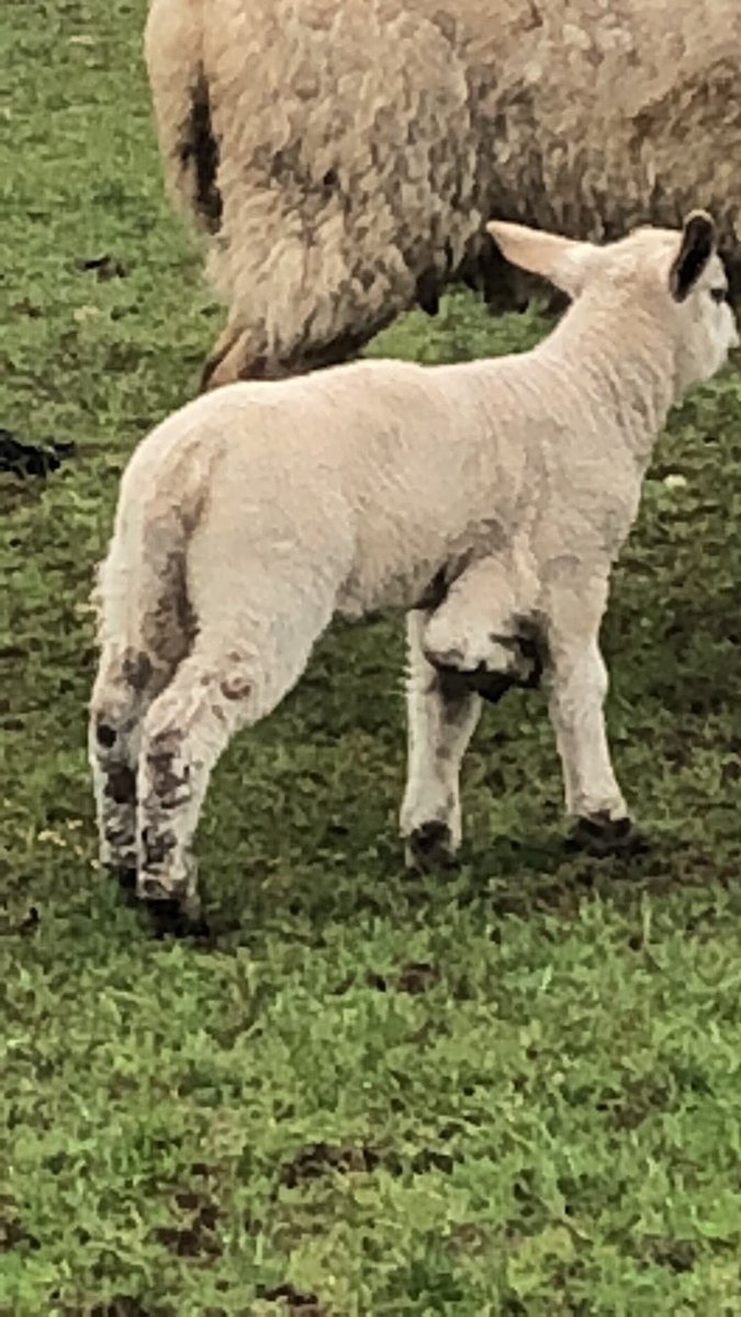 Have a lamb with 5 legs this year not a bother on him #when ur mother and father are cousins