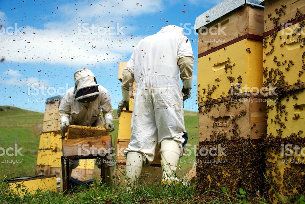 apicultureimage's tweet photo. #Beekeepers checking #HoneyFrames Royalty-Free Stockphoto available for all your #Advertising, #SocialMedia & #Marketing Needs.
https://t.co/MAuFJhMLey
#apiculture #beehive #apiarist #apiary #bees #honey #beekeeping #beekeeper #honeybees #beebusiness #commercialbeekeeper #manuka https://t.co/Wv7EuBclbi