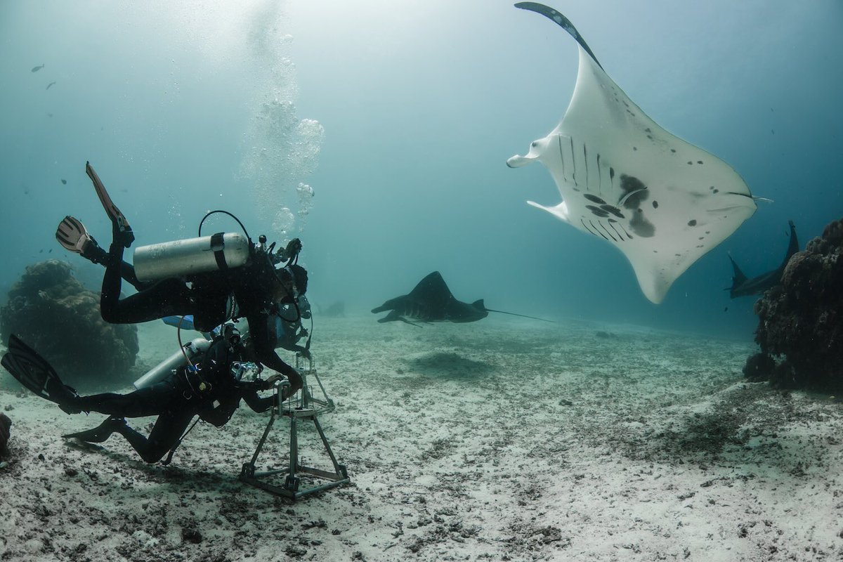 herplanet_earth's tweet photo. Raja Ampat Scientific Expedition Uncovers New Manta Ray Data and Fish Species  @ConservationOrg #herplanetearth https://t.co/63zFplqR1S https://t.co/WW1wrbzrQl
