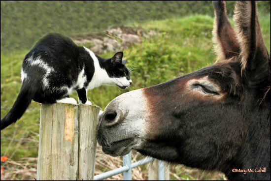 Carmen Vella tweet media