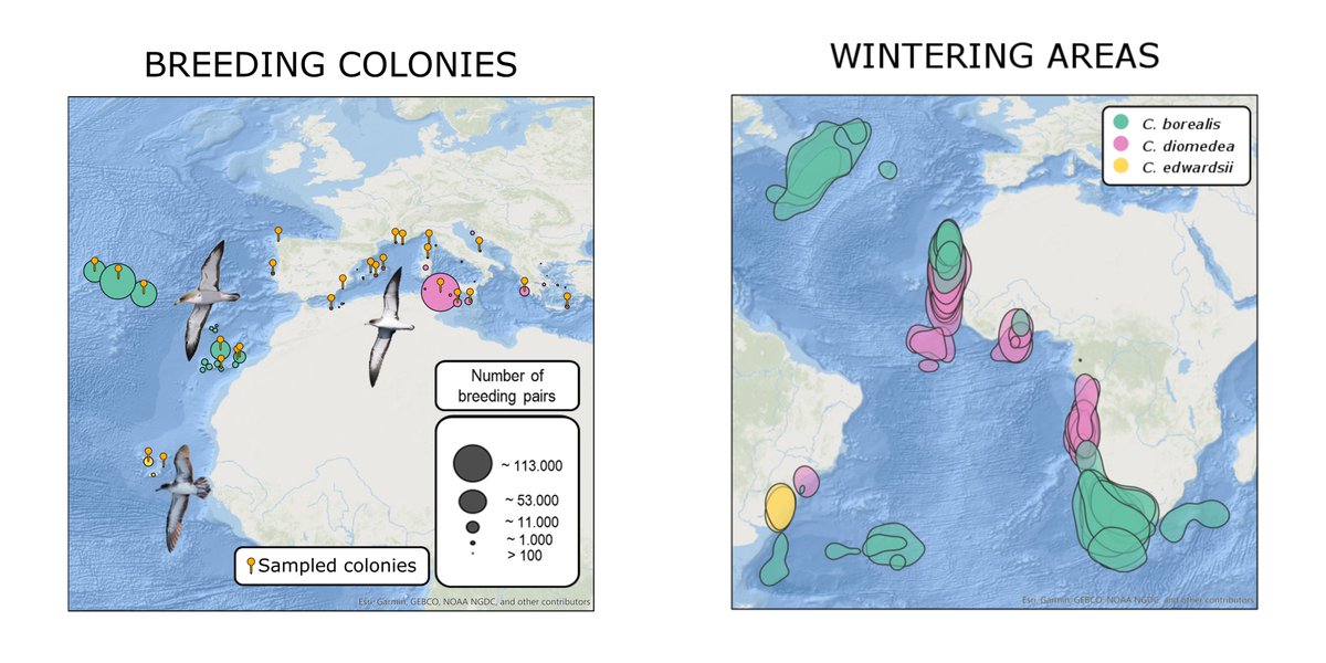 CritterMapper's tweet photo. 2.We collected >1K yearly tracks of 28 colonies & identified wintering areas for each one. Using https://t.co/sE7Yzu9KgO we calculated the strength of #MigConnectivity for each sp. We adapted the method to estimate segregation between sp by using sp as origin. #TrackDist #WSTC4 https://t.co/I7SerRVyQ6