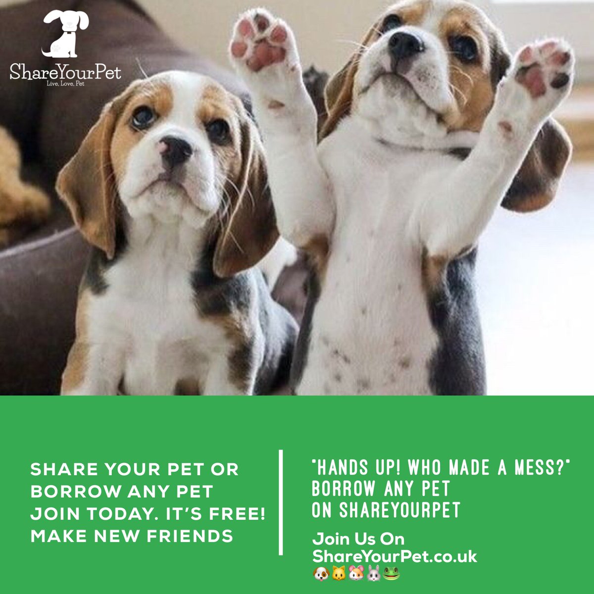 shareyourpet01's tweet photo. Add Your Pets To Share Your Pet Today. Since our launch we are getting a great response - share pets today #petsharing #shareyourpet #cutiepuppies #prettyeyes #love #yusocute #loveyou #cuties #puppies #frenchie #frenchies #frenchiepuppy #puppy https://t.co/jGpeR5l4ay https://t.co/fFrgzCACdD