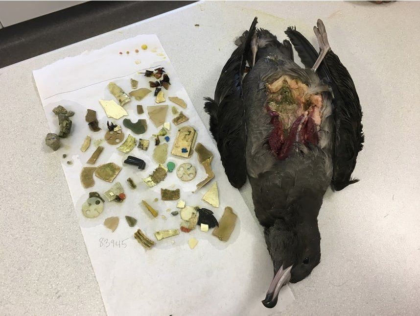 RobGMacfarlane's tweet image. "Nowhere is safe, plastic is everywhere...all levels of the food-web are infiltrated": in-depth essay on the ongoing horror-show of the plastics crisis -- &amp;amp; what might be done.
Photo shows a flesh-footed shearwater beside the plastic found in its stomach.
theguardian.com/environment/20…