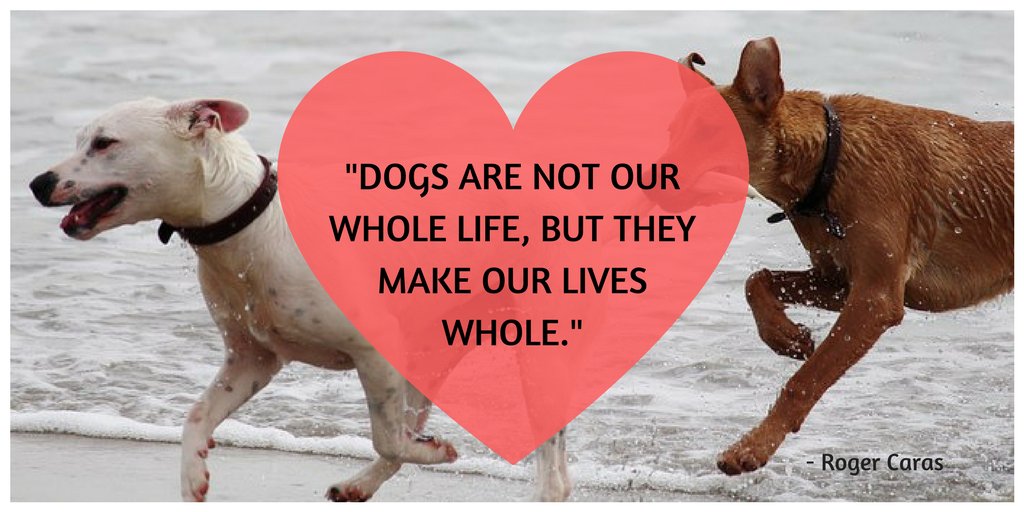 We have life long experience in the care of dogs and this experience will be afforded to your dog while in our care and personal attention is guaranteed at all times as no one outside of our own family is employed at the kennel. #kilkenny #kennels #lovedogs