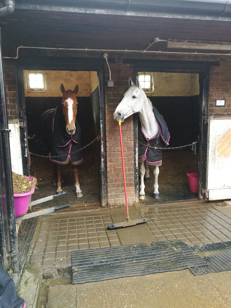 EHE_Pink1's tweet photo. Bean supervising Wally sweeping the yard this morning #topsupervisor #extrayardhelp #GirlBoss https://t.co/mcBBRcDAsy