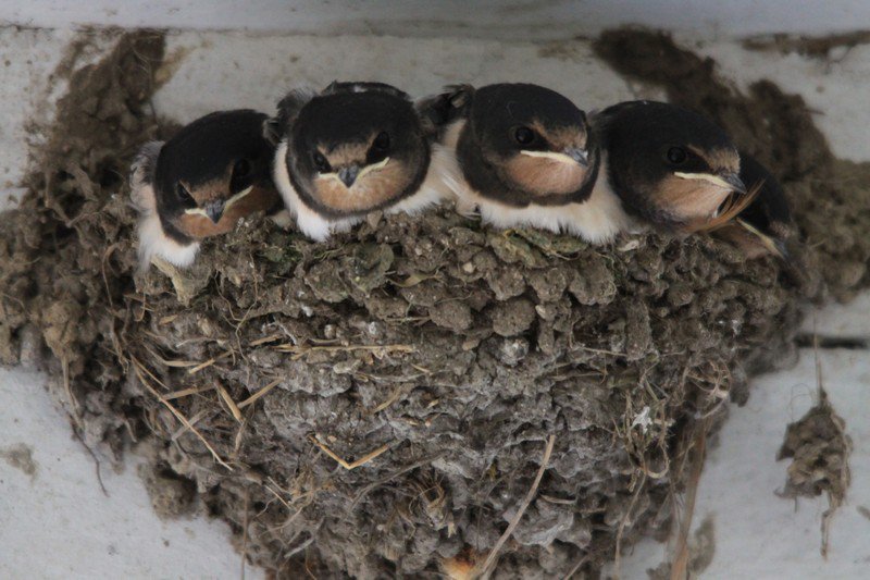 Great to see back in this bit of Dartmoor. Swallows/house martins started returning on Friday;
