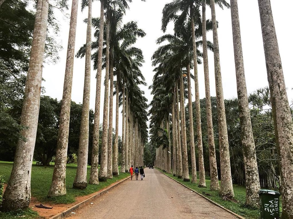 VixenArena's tweet photo. The century old Aburi Botanical Gardens and the retired british helicopter in the garden.
.
.
#visitghana #tripgh #feelghana #seeghana #tourism #aburi #ghana #gardens #paradise #nature #travel https://t.co/J2suPD5duf
