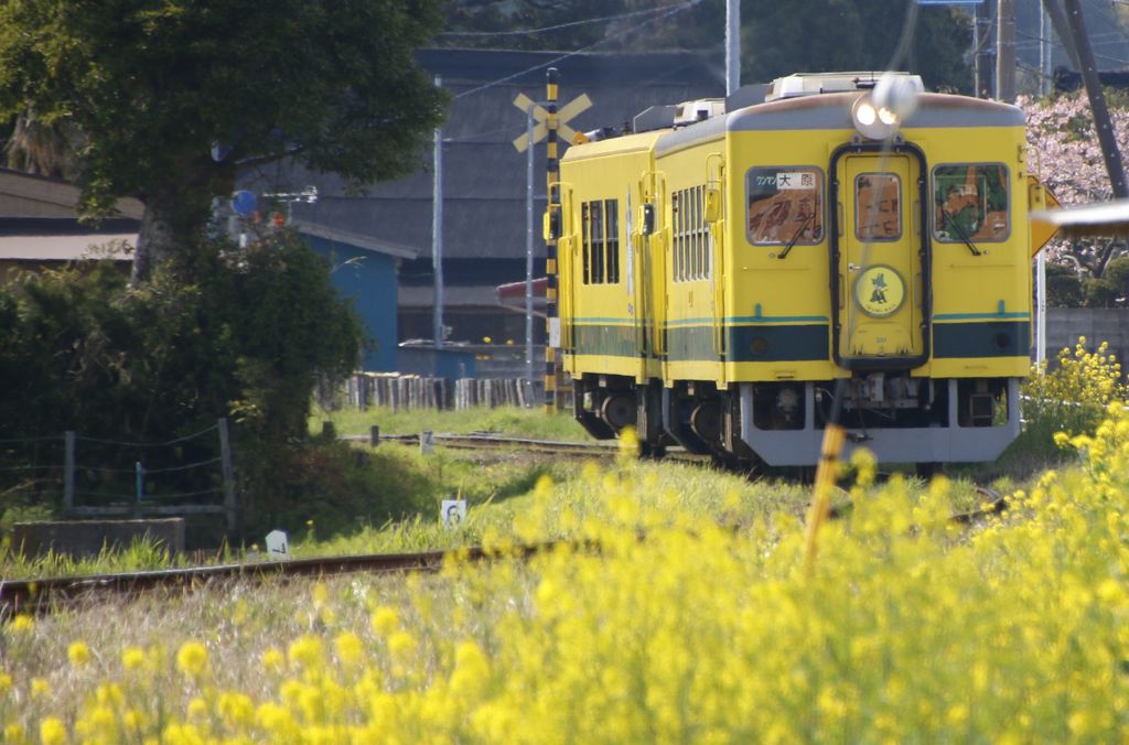 new_rakuen's tweet image. いすみ鉄道(千葉)