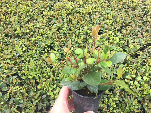 NeweyPPL's tweet photo. We've got some fantastic P9 liners available from our New Place Nursery... get in touch for our latest availability or download from our website!
#lovelyliners #Horticulture https://t.co/ZXJRkm9k7l