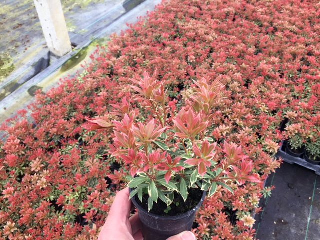 NeweyPPL's tweet photo. We've got some fantastic P9 liners available from our New Place Nursery... get in touch for our latest availability or download from our website!
#lovelyliners #Horticulture https://t.co/ZXJRkm9k7l