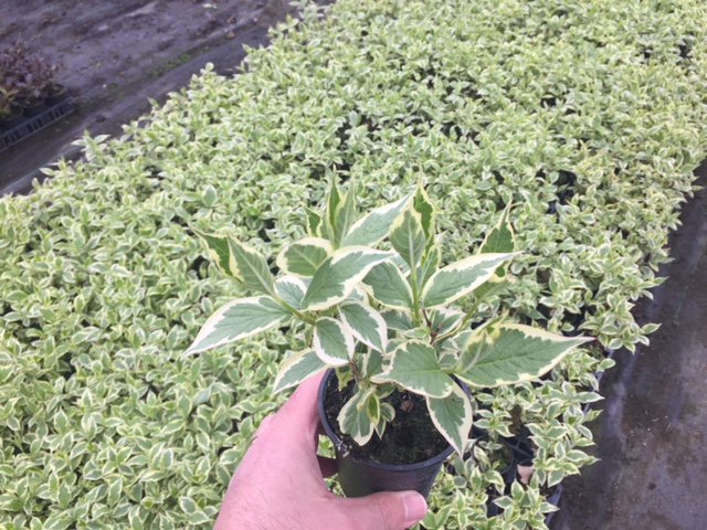 NeweyPPL's tweet photo. We've got some fantastic P9 liners available from our New Place Nursery... get in touch for our latest availability or download from our website!
#lovelyliners #Horticulture https://t.co/ZXJRkm9k7l