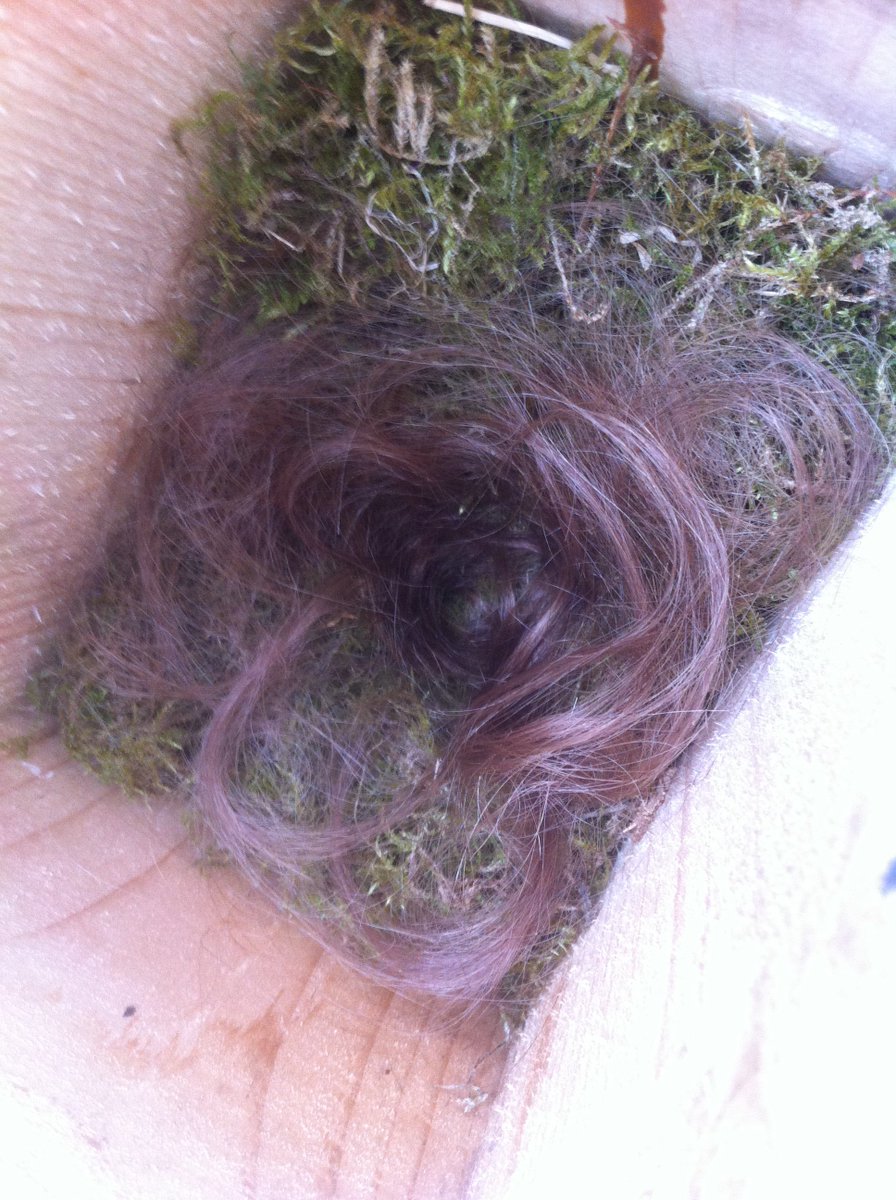 AMennerat's tweet photo. Human hair in a GT nest. Lots of it. Someone went for a 'wild' haircut this weekend in the woods? This is the most advanced nest we have so far at @UiB's arboretet, by the way. @TEG_UiB #EECRG https://t.co/0aoaAn8ulj