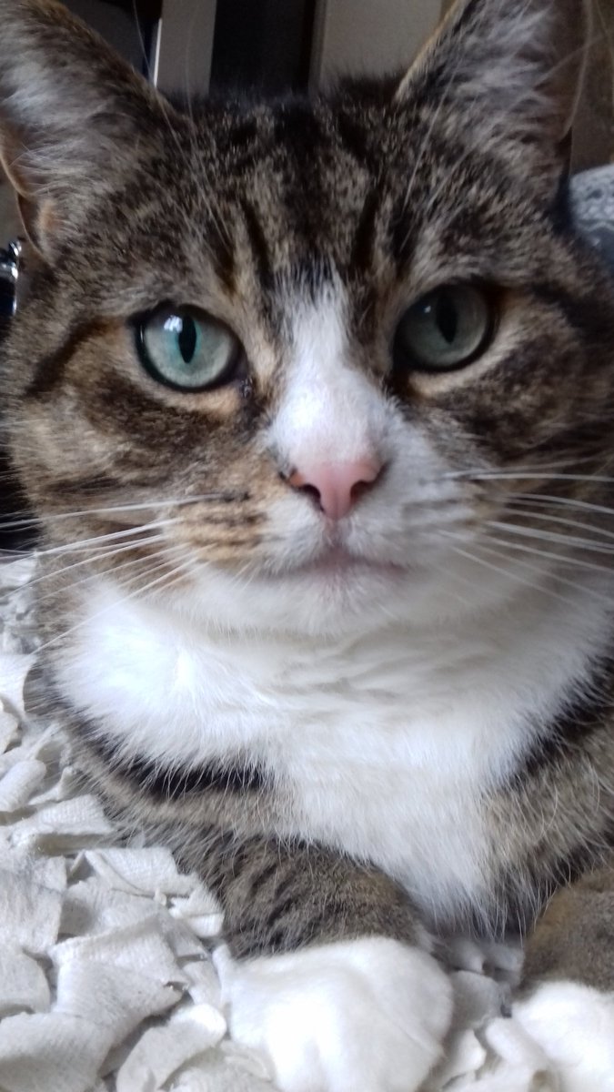 British Gas on Twitter "Get things like free energy days when you join