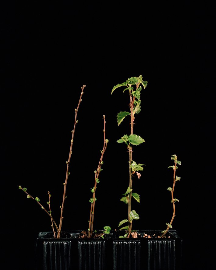 What's to expect from NOTES Issue 4?
2/8 <a href="/KBlairMatthews/">Katie Blair Matthews</a>'s 'Propagation' are photographic portraits of the next generation of native trees which will be individually planted by hand in the remaining remnants of the ancient forests by <a href="/treesforlifeuk/">Trees for Life</a> 
© Katie Blair Matthews