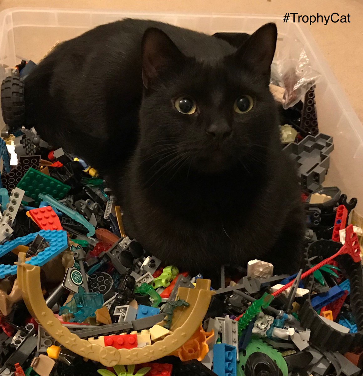 TrophyPet's tweet photo. Trophy photo comp #TrophyDog #TrophyCat winners! Congratulations!
1st Obi, 2nd Honey, 3rd Orzo
Obi's Trophy food is delivered by Sharon from Trophy Wirral
Honey's Trophy food is delivered by Matt from Trophy Torbay
Orzo's Trophy food is delivered by Tina from Trophy East Kent https://t.co/PKmPCboLsf